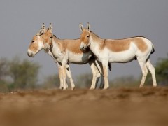 Asiatic wild ass in Gujarat state, India
