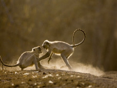 Hanuman langur in India.