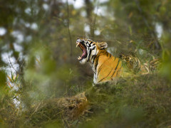 Tiger and cub in India.