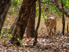 Tiger in India