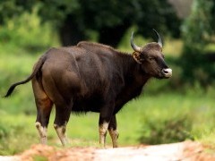 Gaur in India
