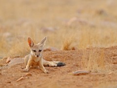 Indian fox in India