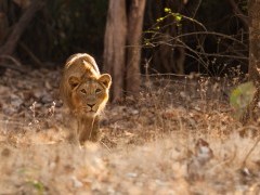 Asiatic lion in Sasan Gir National Park, India