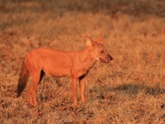 Dhole in Nagarhole National Park, India.