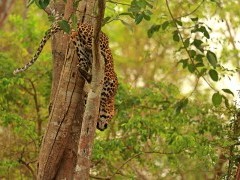 Leopard in Nagarhole National Park, India.