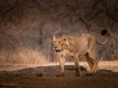 Asiatic lion in Sasan Gir National Park, India