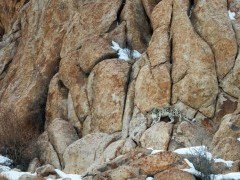 Snow leopard in Ladakh, India.