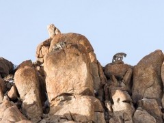 Snow leopard in Ladakh, India.