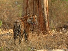 Tiger in Nagarhole National Park, India.
