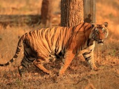 Tiger in Nagarhole National Park, India.