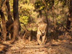 Asiatic lion in India