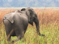 Asian elephant in India.