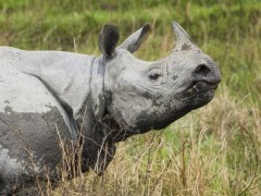 One-horned rhino in India.