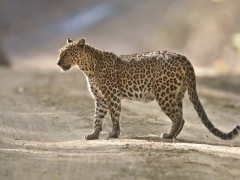 Leopard in India