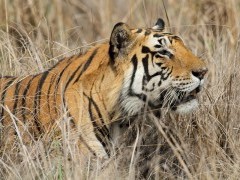 Tiger in India