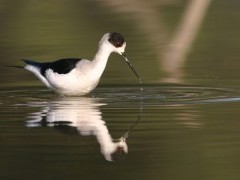 Black-winged stilt in Bharatpur, India