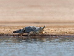 Gharial in Chambal, India