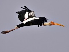 Painted stork in Bharatpur, India