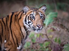Tiger in Tadoba, India.