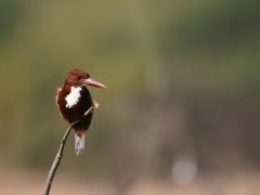 White-throated kingfisher in Bharatpur, India