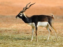 Blackbuck in India