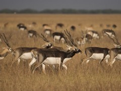 Blackbuck in Gujarat state, India