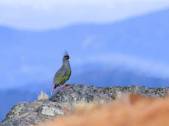 Blood pheasant in India