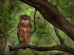 Brown fish owl in India