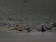 Gharial in India.