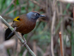 Chestnut-crowned laughing thrush in India