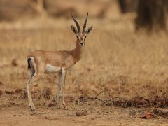 Chinkara in India