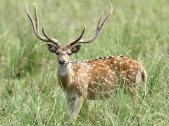 Chital in India