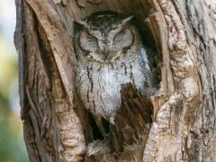 Collared scops owl in India.