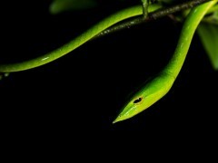 Common green vine snake in Western Ghats, India