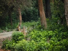 Tiger in India