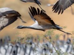 Demoiselle crane in Khichan, India