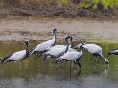 Demoiselle cranes in Gujarat state, India