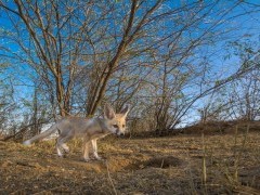 Desert fox pup in India