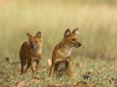 Dhole in Bandhavgarh National Park, India.