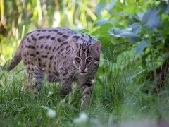 Fishing cat in India