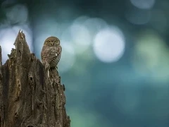 Jungle owlet in India