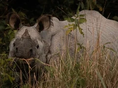 One-horned rhino in India.