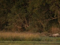 One-horned rhino in India.