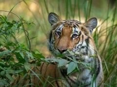 Tiger in India