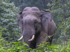 Asian elephant in India.