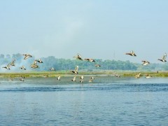 Red-crested pochard in Okhla Bird Sanctuary, India