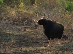 Gaur in India.
