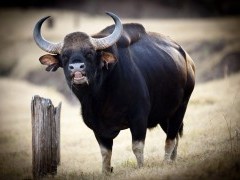 Gaur Indian bison (bos gaurus).