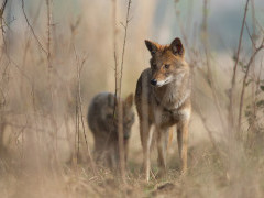 Golden jackal in India