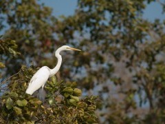 Great egret in Gujarat state, India